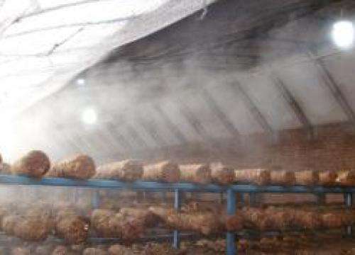 喷雾加湿应用在食用菌增产方面的应用